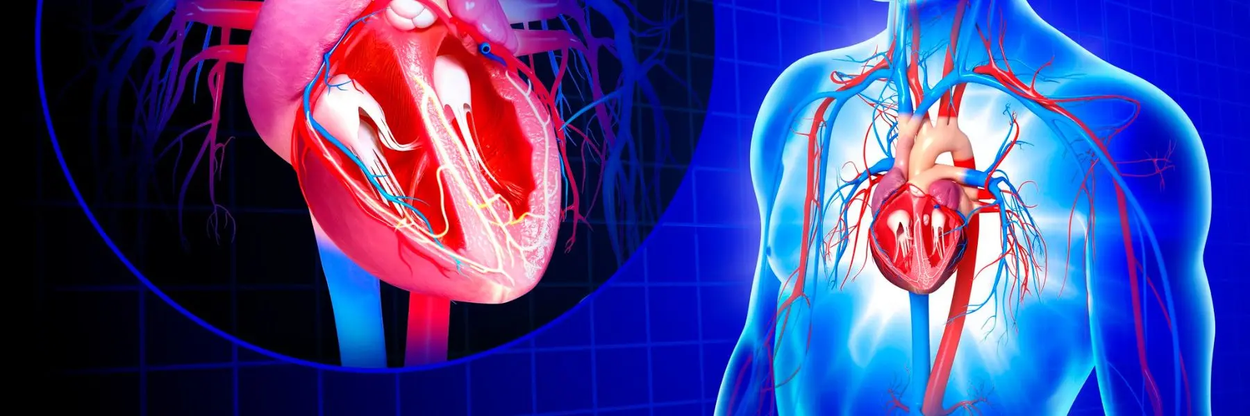 Heart Valve 